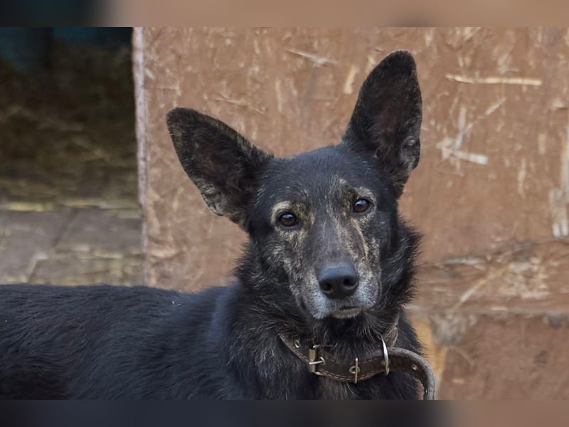 Wunderschöner Anubis❤️sucht Pflege- oder Endstelle