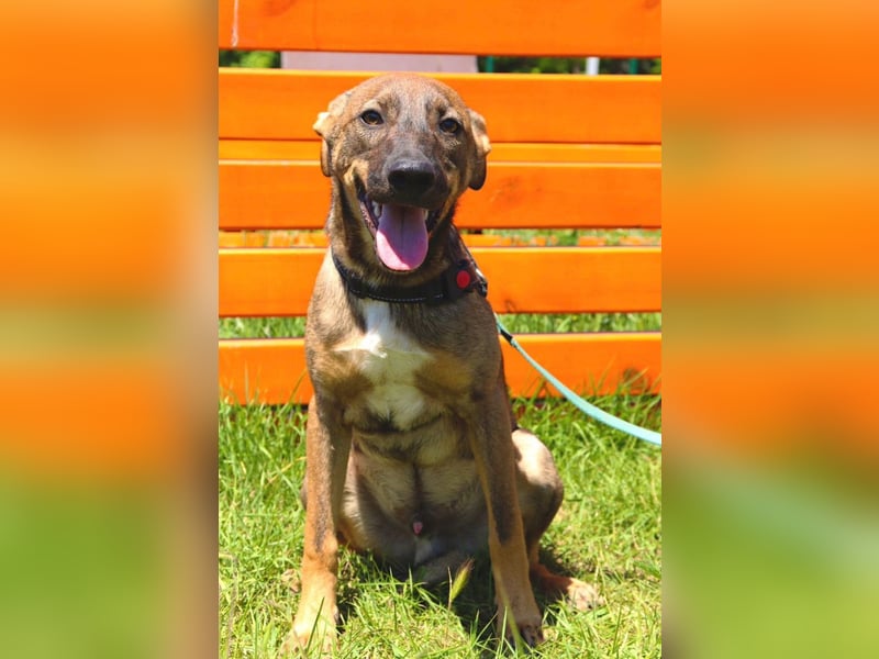 Buddy❤️ - sanfter Kerl mit dem großen Herz sucht seine Menschen