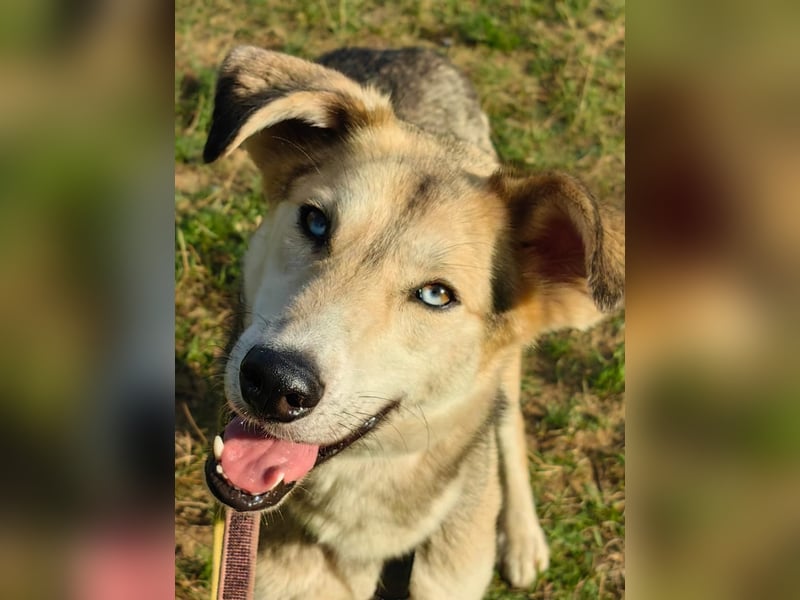 Marcel❤️von den Straßen Russlands ins eigene Körbchen?