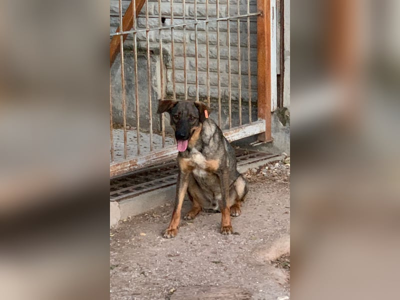 Buddy❤️ - sanfter Kerl mit dem großen Herz sucht seine Menschen