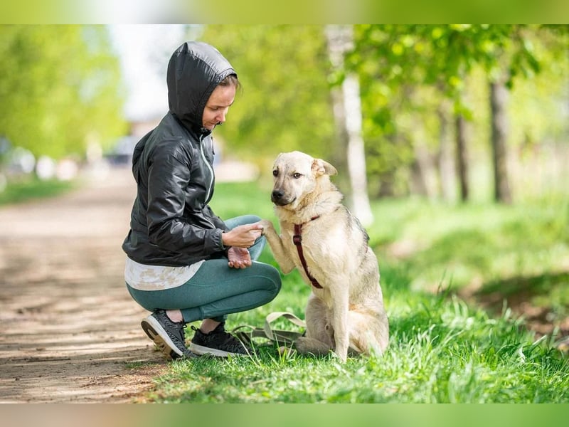 Sanfter Hundejunge Brick ❤️ sucht liebevolle Familie