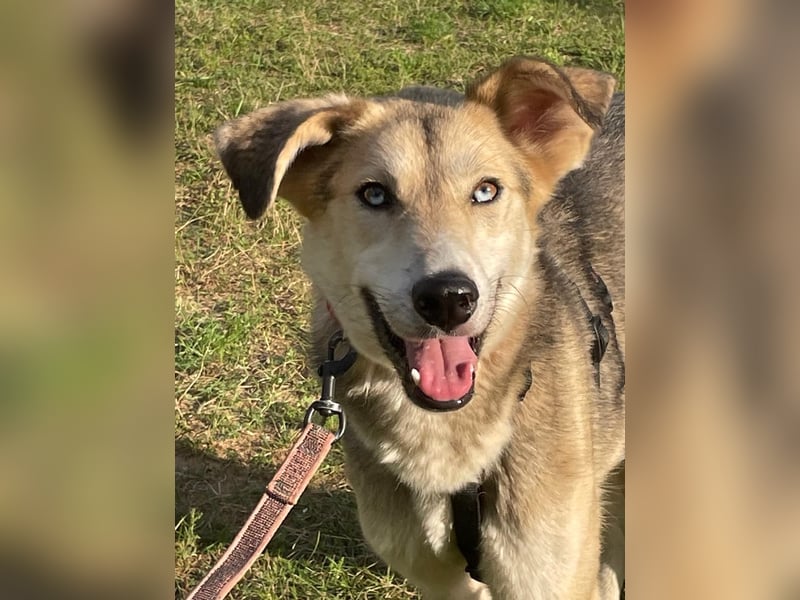 Marcel❤️von den Straßen Russlands ins eigene Körbchen?