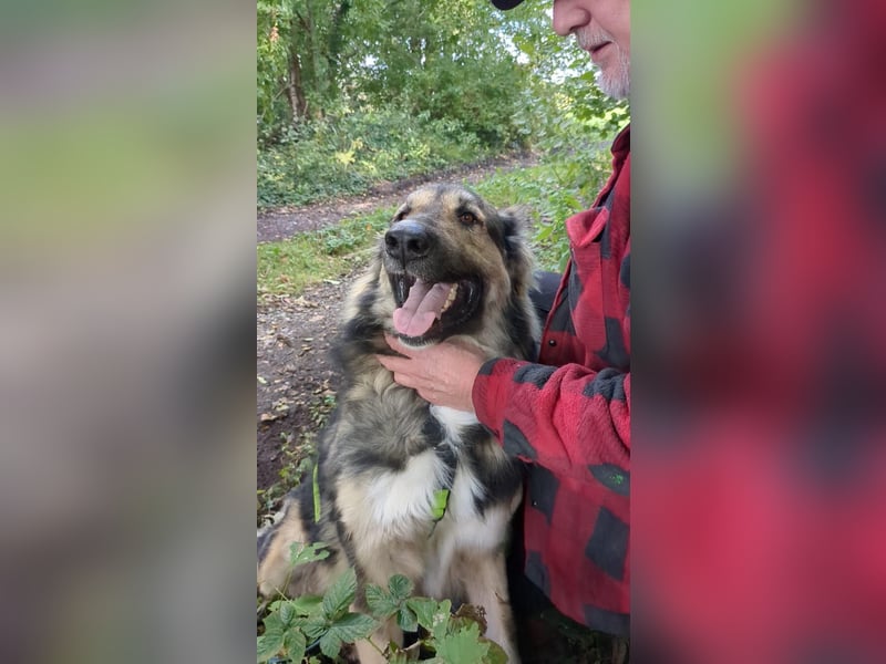 Balu❤️befindet sich derzeit auf einer Pflegestelle in 26817 Rhauderfehn