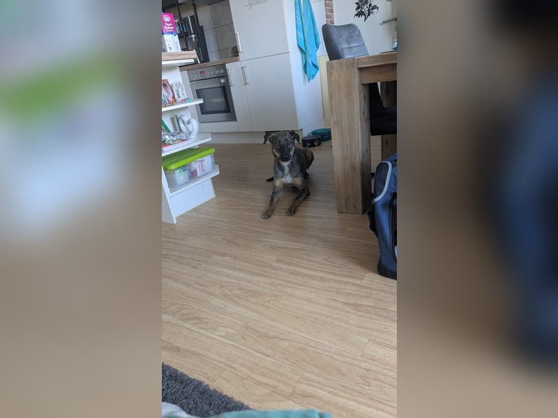 Buddy❤️ - sanfter Kerl mit dem großen Herz sucht seine Menschen