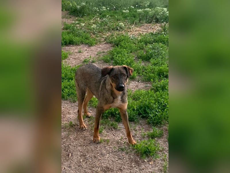 Buddy❤️ - sanfter Kerl mit dem großen Herz sucht seine Menschen