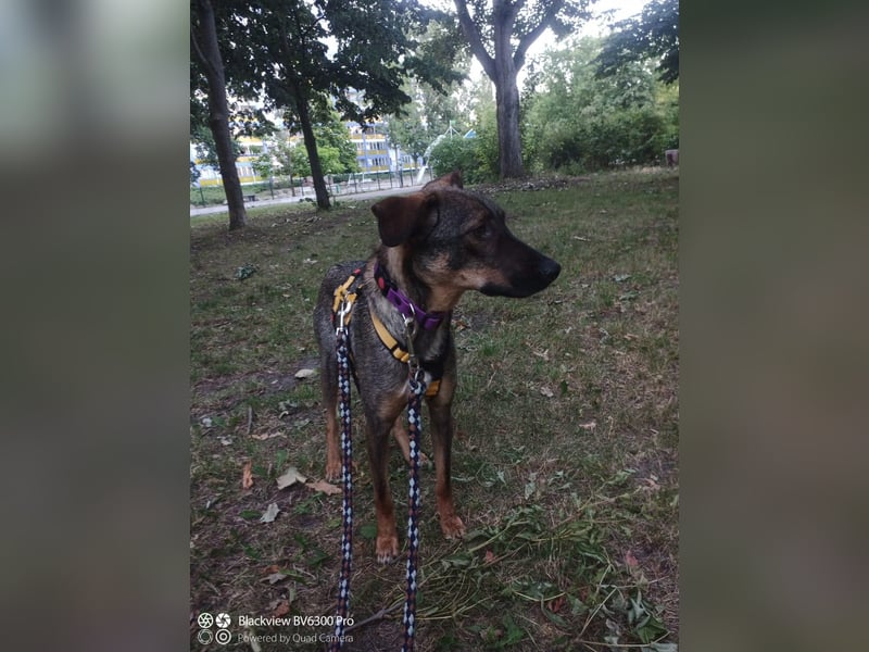 Buddy❤️ - sanfter Kerl mit dem großen Herz sucht seine Menschen