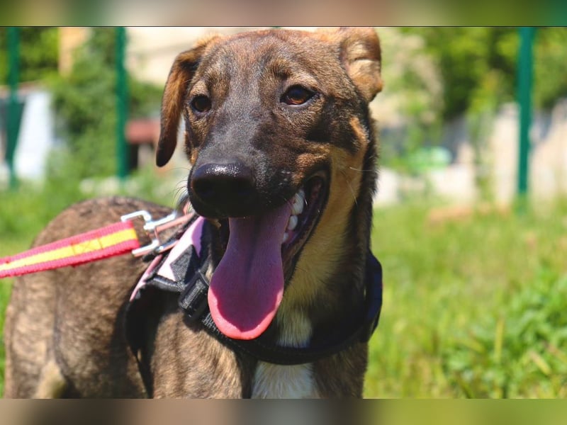 Buddy❤️ - sanfter Kerl mit dem großen Herz sucht seine Menschen