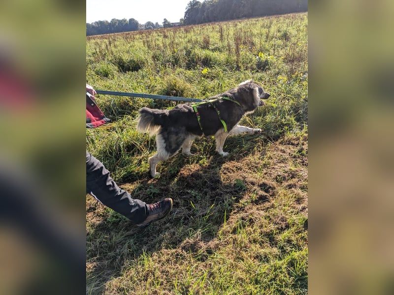 Balu❤️befindet sich derzeit auf einer Pflegestelle in 26817 Rhauderfehn