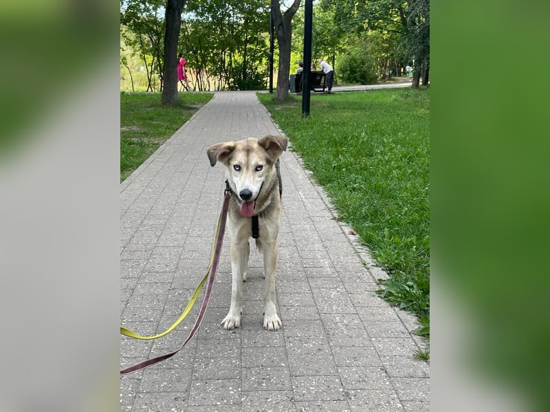 Marcel❤️von den Straßen Russlands ins eigene Körbchen?