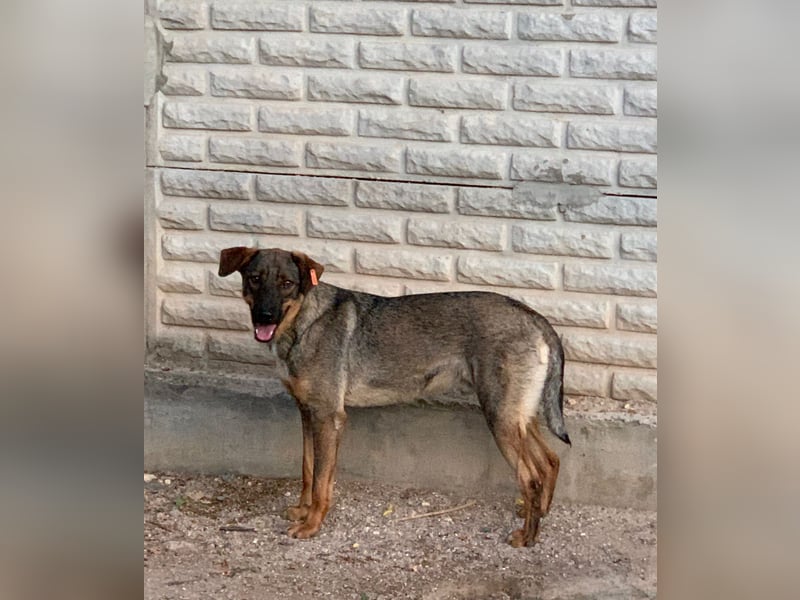 Buddy❤️ - sanfter Kerl mit dem großen Herz sucht seine Menschen
