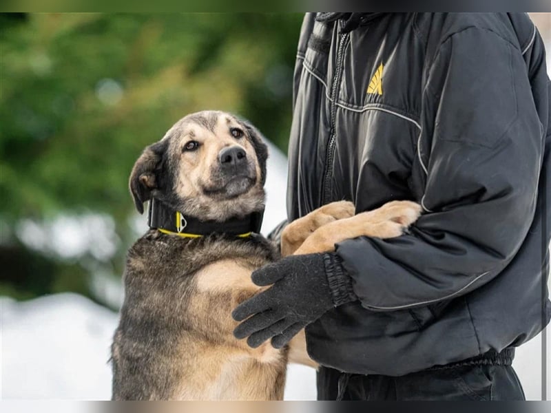Wunderschöner Hundemann Ricky❤️sehnt sich nach seinen Menschen