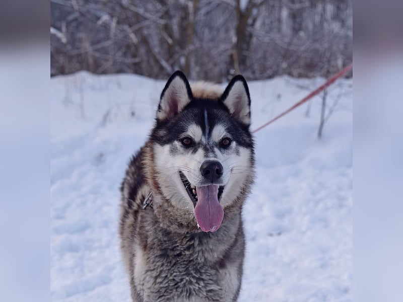 Charlie ❤️ freundlicher Hundebub sucht eigene Familie