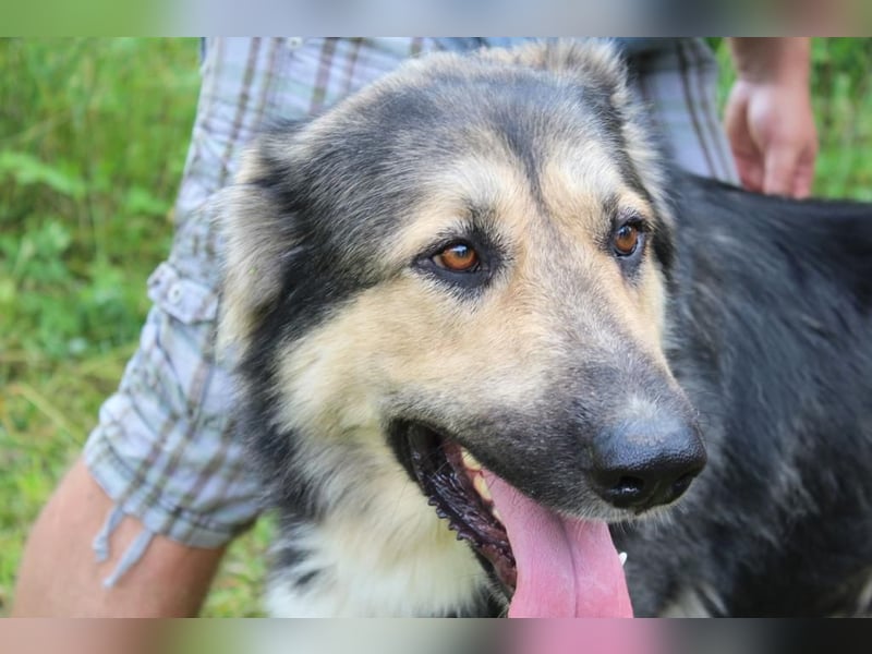 Balu❤️befindet sich derzeit auf einer Pflegestelle in 26817 Rhauderfehn