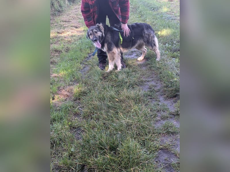Balu❤️befindet sich derzeit auf einer Pflegestelle in 26817 Rhauderfehn