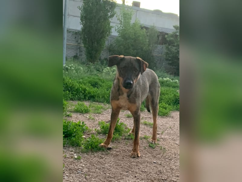 Buddy❤️ - sanfter Kerl mit dem großen Herz sucht seine Menschen