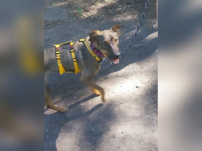 Buddy❤️ - sanfter Kerl mit dem großen Herz sucht seine Menschen