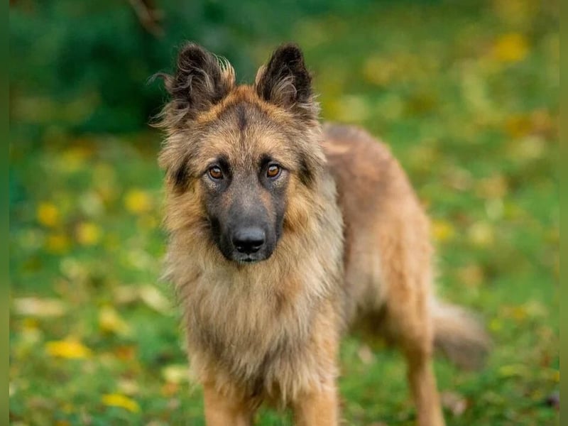 Sensibler Tierschutzhund Hans ❤️ sucht eine Pflege- oder Endstelle