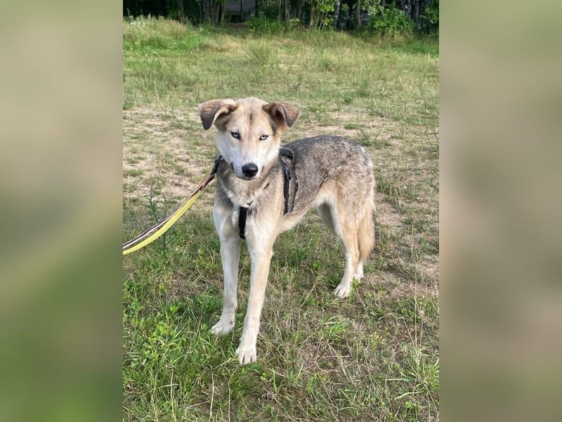 Marcel❤️von den Straßen Russlands ins eigene Körbchen?