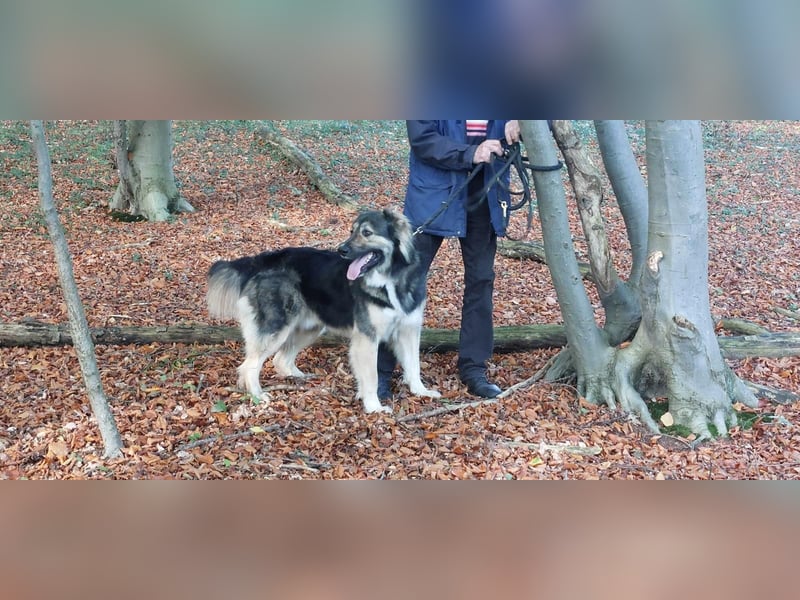 Balu❤️befindet sich derzeit auf einer Pflegestelle in 26817 Rhauderfehn