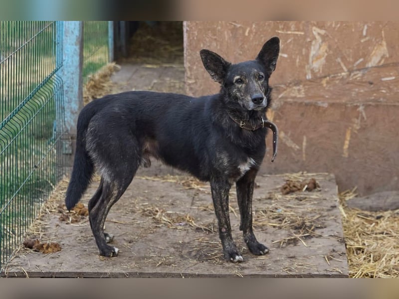 Wunderschöner Anubis❤️sucht Pflege- oder Endstelle
