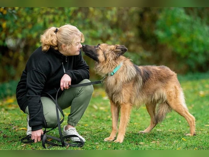Sensibler Tierschutzhund Hans ❤️ sucht eine Pflege- oder Endstelle