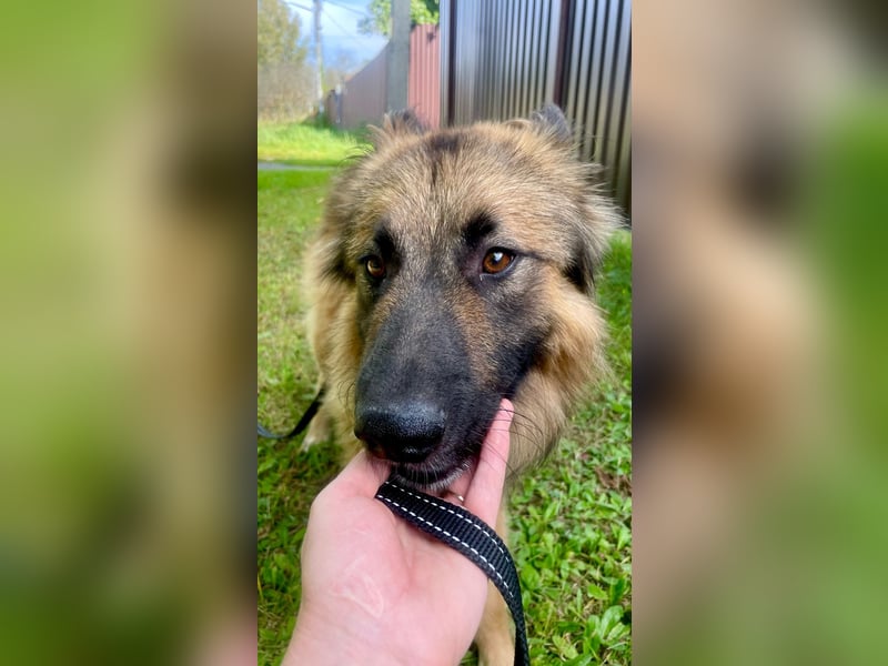 Sensibler Tierschutzhund Hans ❤️ sucht eine Pflege- oder Endstelle