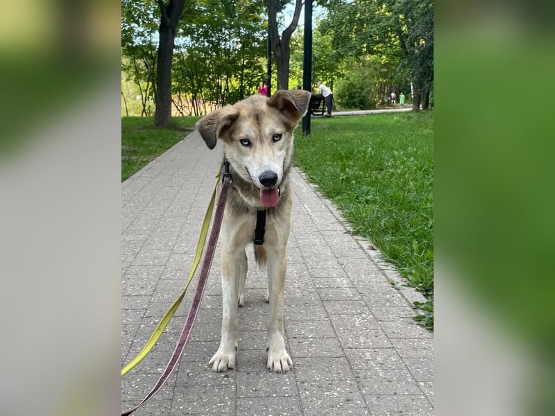 Marcel❤️von den Straßen Russlands ins eigene Körbchen?