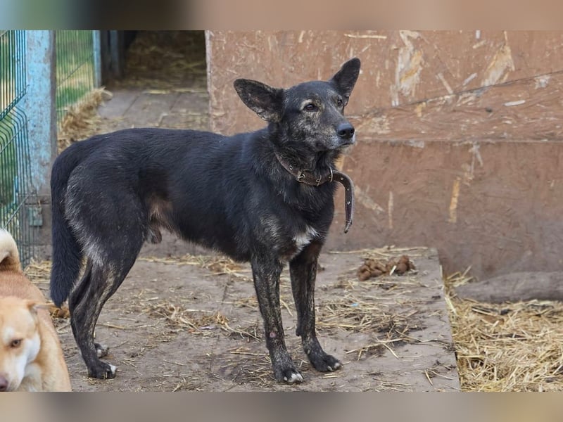 Wunderschöner Anubis❤️sucht Pflege- oder Endstelle