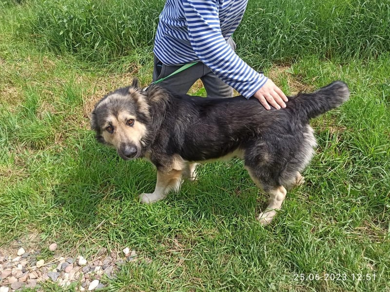 Balu❤️befindet sich derzeit auf einer Pflegestelle in 26817 Rhauderfehn