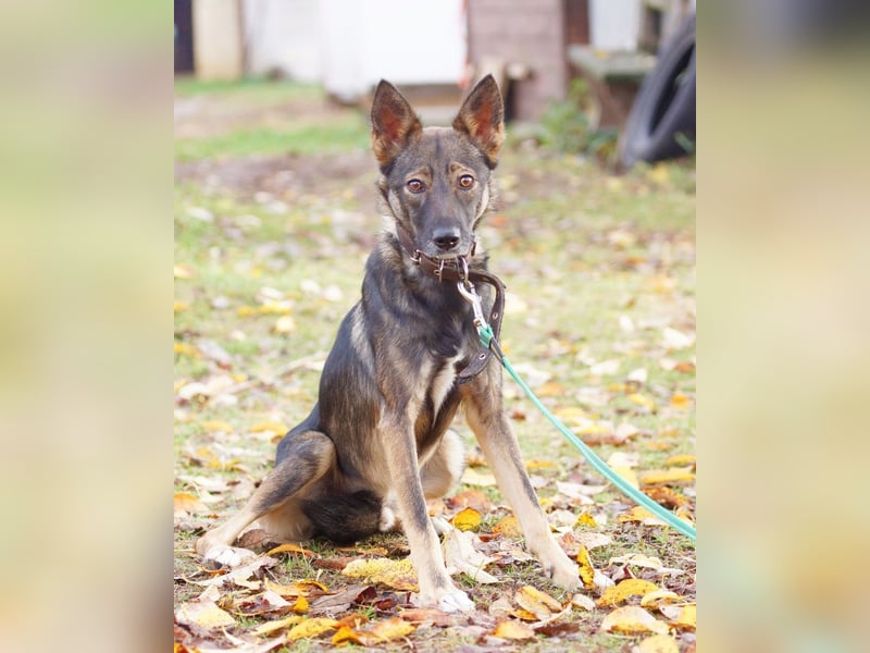 Zarter Junghund Onyx❤️sucht Pflege- oder Endstelle☘️