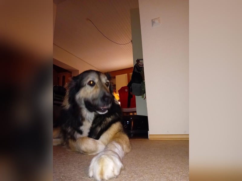 Balu❤️befindet sich derzeit auf einer Pflegestelle in 26817 Rhauderfehn