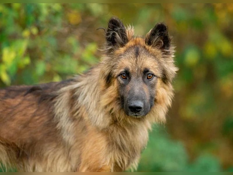 Sensibler Tierschutzhund Hans ❤️ sucht eine Pflege- oder Endstelle
