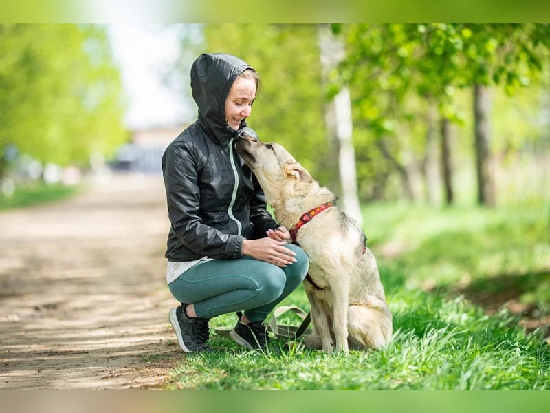 Sanfter Hundejunge Brick ❤️ sucht liebevolle Familie