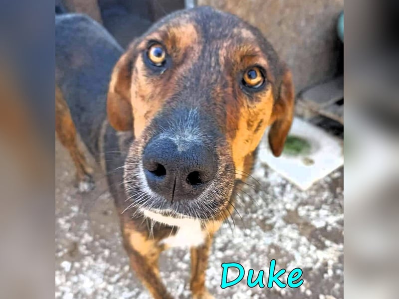 Duke 02/2021 (GRC) - seelischer Notfall - dringend Zuhause / Pflegestelle gesucht!