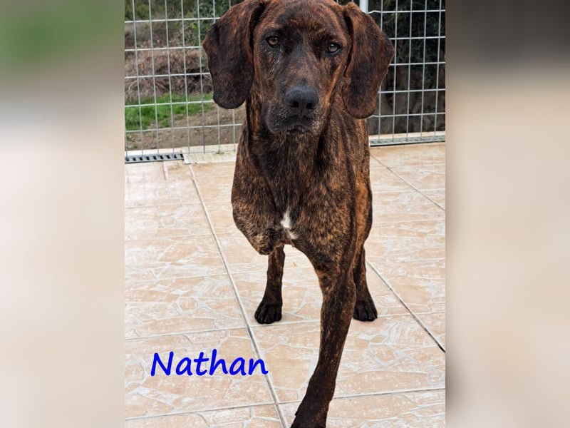 Nathan 01/2022 (GRC) - verspielter, charmanter und wunderschöner Rüde!