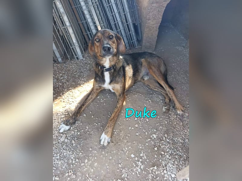 Duke 02/2021 (GRC) - seelischer Notfall - dringend Zuhause / Pflegestelle gesucht!