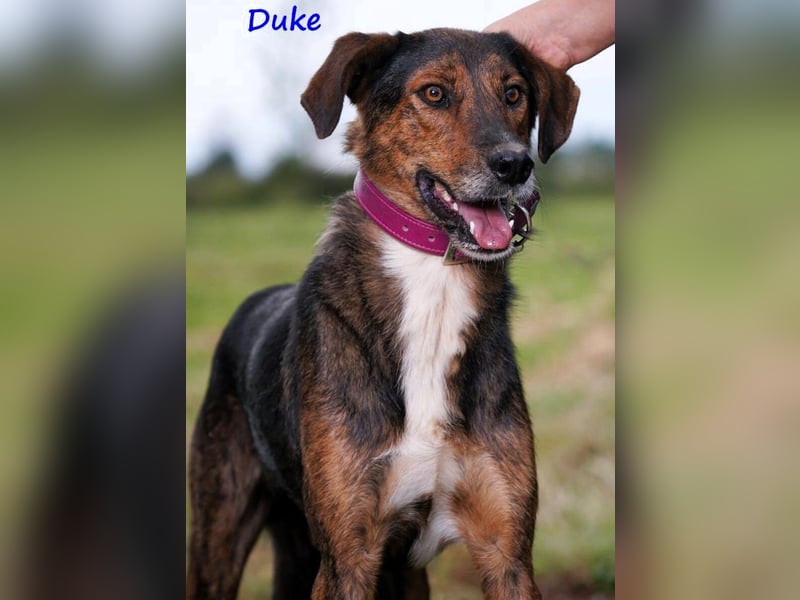 Duke 02/2021 (GRC) - seelischer Notfall - dringend Zuhause / Pflegestelle gesucht!