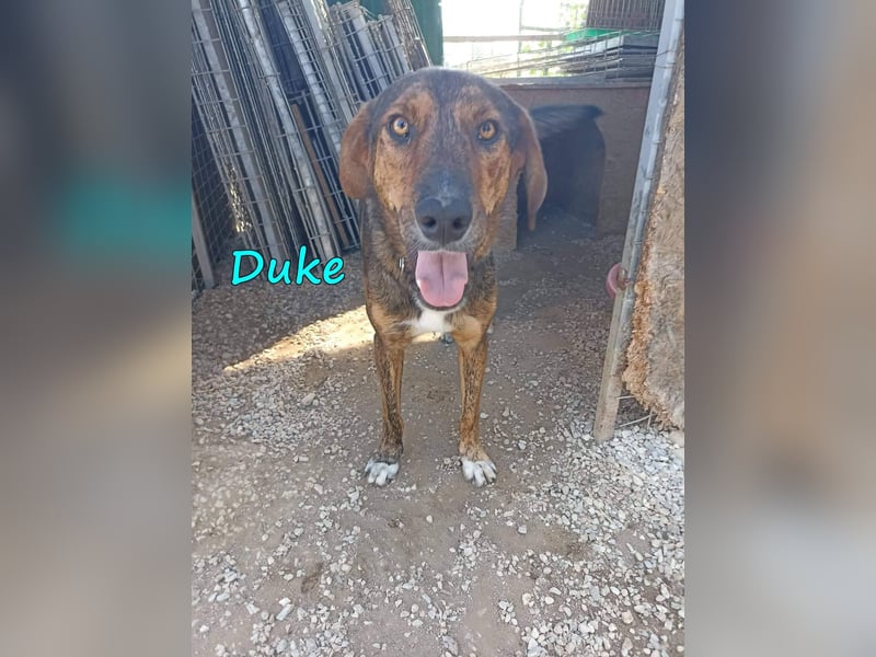 Duke 02/2021 (GRC) - seelischer Notfall - dringend Zuhause / Pflegestelle gesucht!