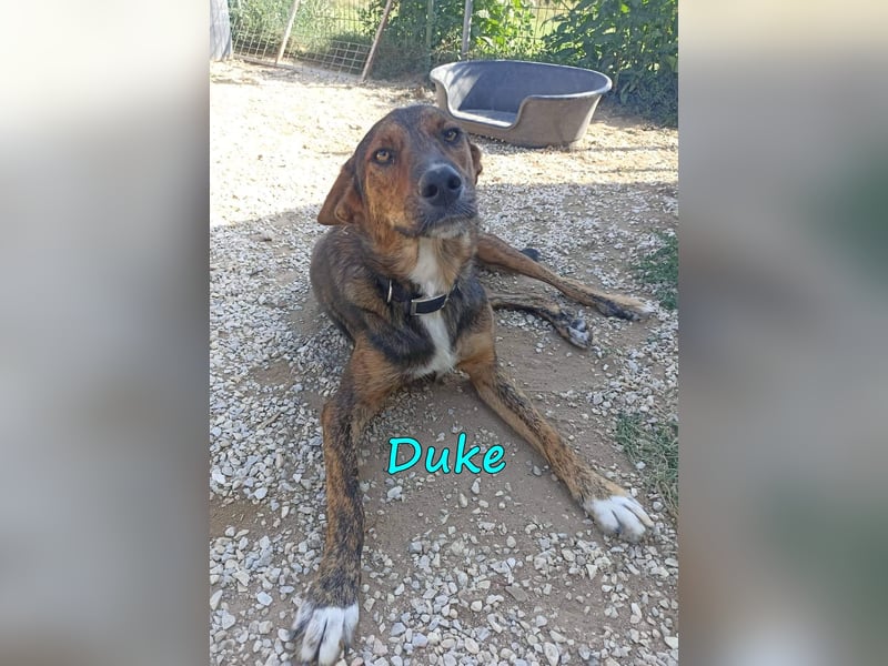 Duke 02/2021 (GRC) - seelischer Notfall - dringend Zuhause / Pflegestelle gesucht!