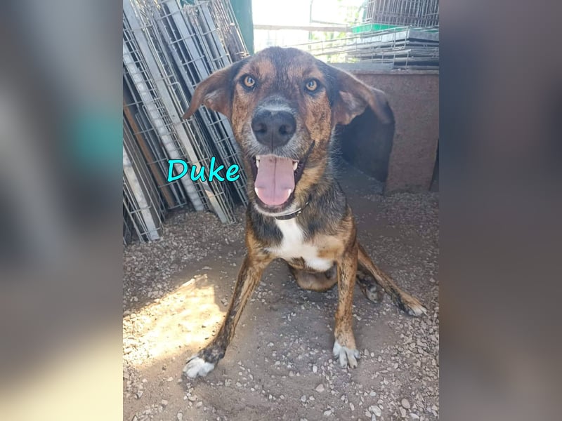 Duke 02/2021 (GRC) - seelischer Notfall - dringend Zuhause / Pflegestelle gesucht!