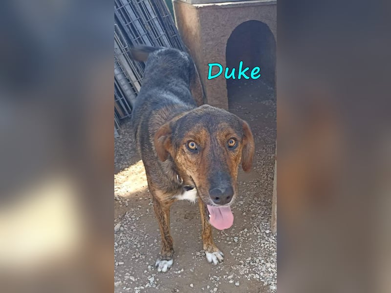 Duke 02/2021 (GRC) - seelischer Notfall - dringend Zuhause / Pflegestelle gesucht!