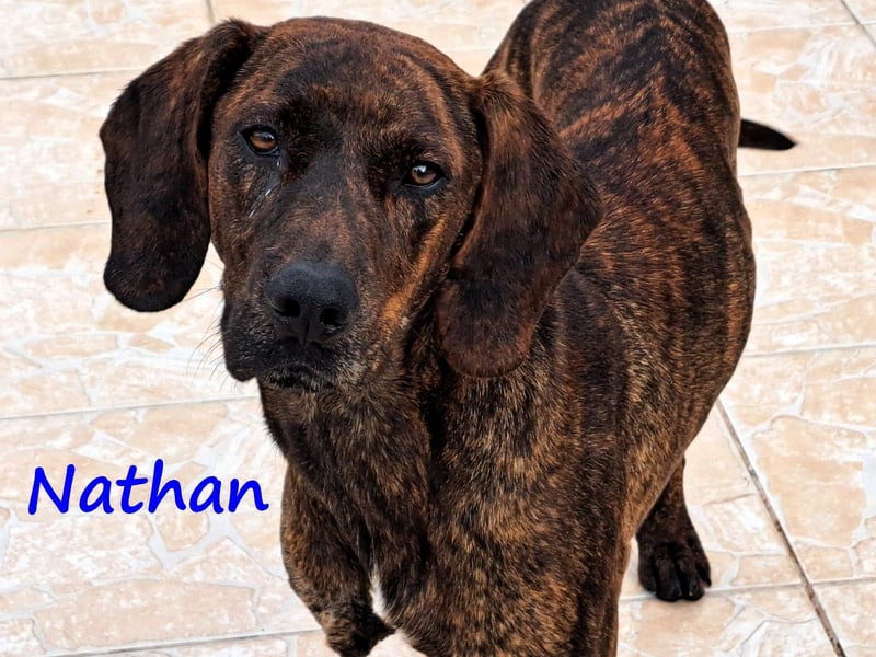Nathan 01/2022 (GRC) - verspielter, charmanter und wunderschöner Rüde!