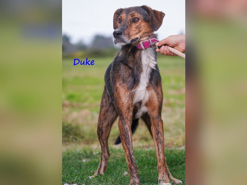 Duke 02/2021 (GRC) - seelischer Notfall - dringend Zuhause / Pflegestelle gesucht!