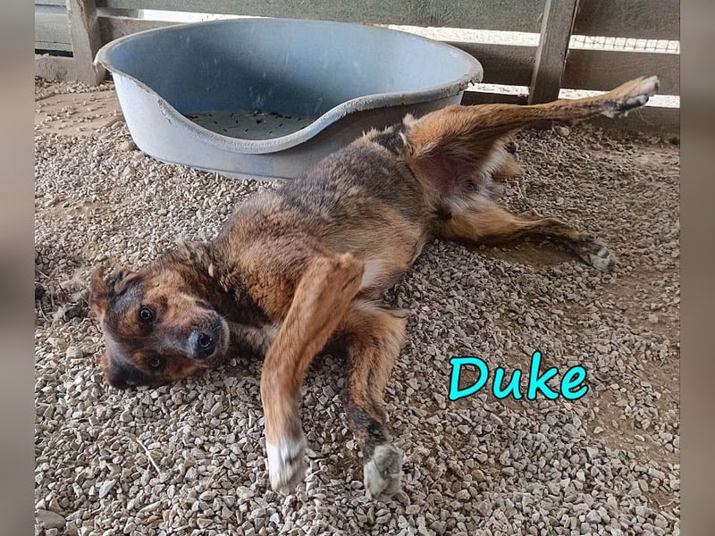 Duke 02/2021 (GRC) - seelischer Notfall - dringend Zuhause / Pflegestelle gesucht!
