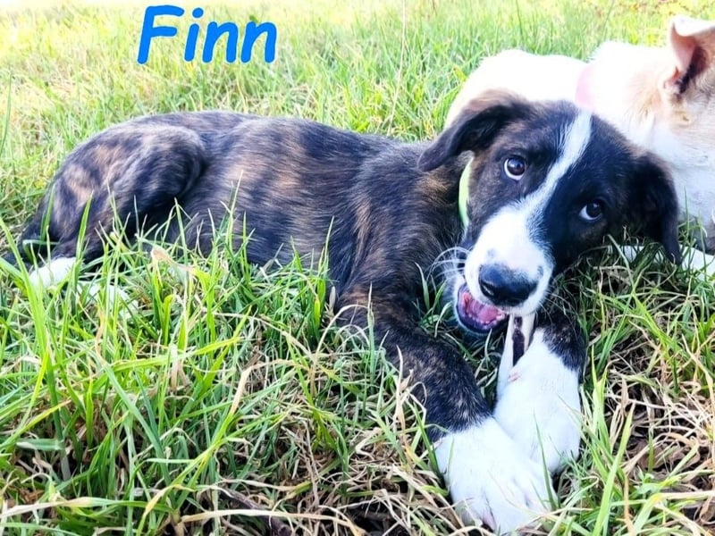 Finn geb. 05/2025 (ESP) - verspielter und charmanter, wunderschön gestromter Welpe!