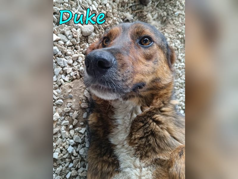 Duke 02/2021 (GRC) - seelischer Notfall - dringend Zuhause / Pflegestelle gesucht!