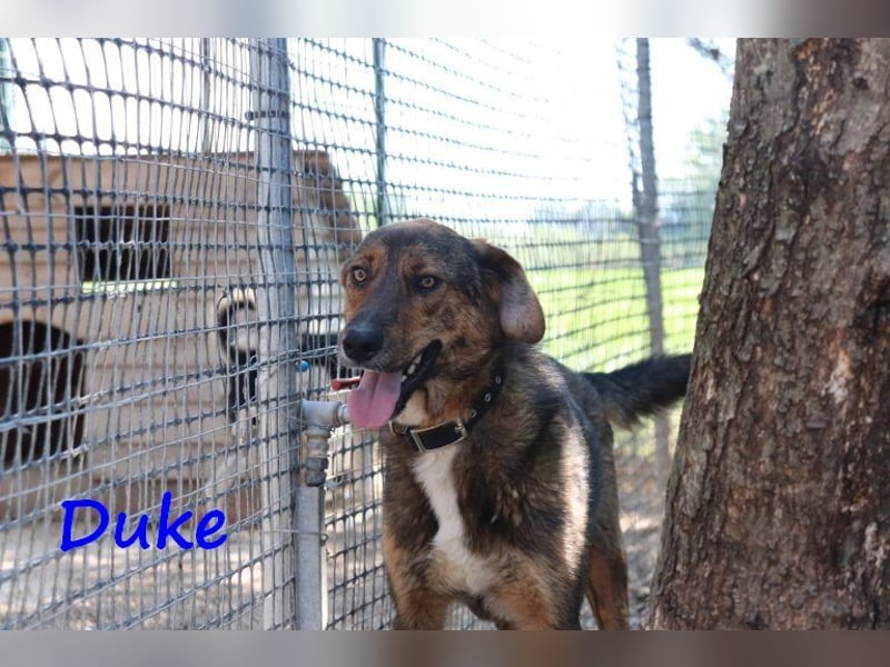 Duke 02/2021 (GRC) - seelischer Notfall - dringend Zuhause / Pflegestelle gesucht!