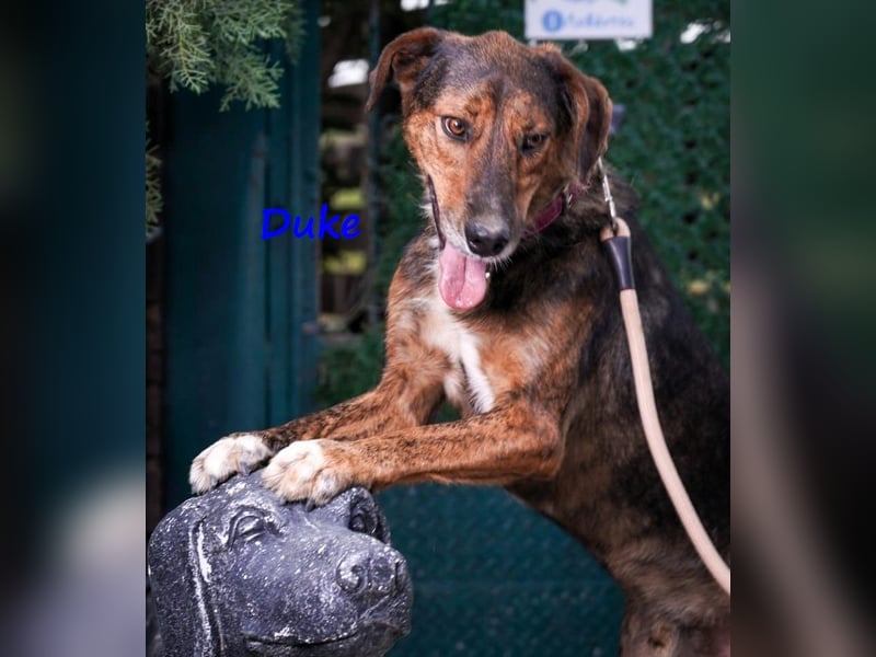 Duke 02/2021 (GRC) - seelischer Notfall - dringend Zuhause / Pflegestelle gesucht!
