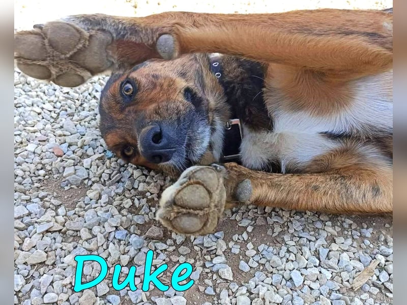 Duke 02/2021 (GRC) - seelischer Notfall - dringend Zuhause / Pflegestelle gesucht!