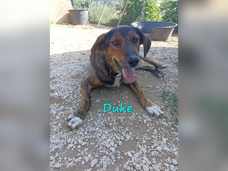 Duke 02/2021 (GRC) - seelischer Notfall - dringend Zuhause / Pflegestelle gesucht!
